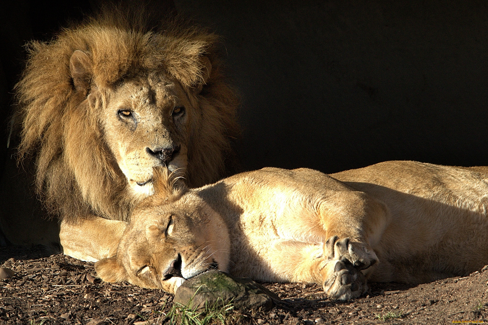 Лев и львица спят